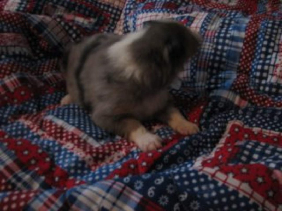 Jenny Marshall's album, pups 2 weeks old