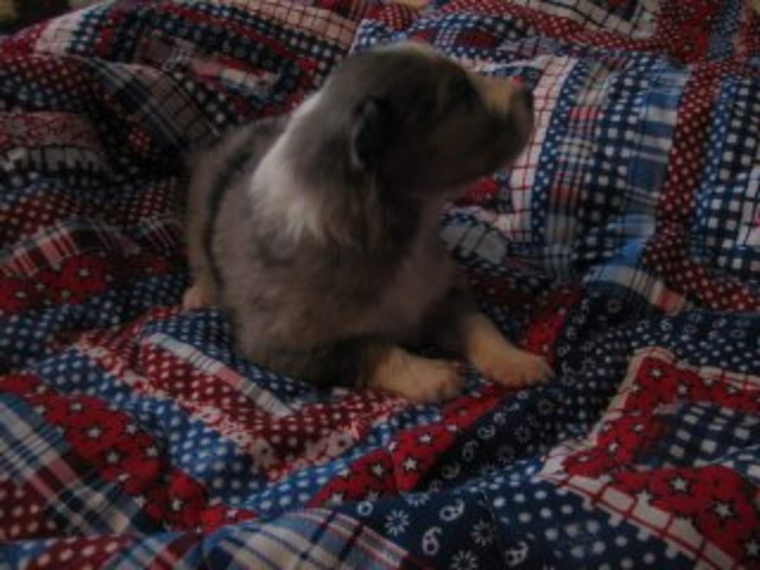 Jenny Marshall's album, pups 2 weeks old