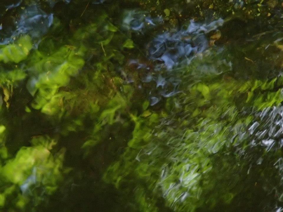 Brian Melton's album, Mt. Pleasant and Pompey Mountain--Henry Lanum Trail