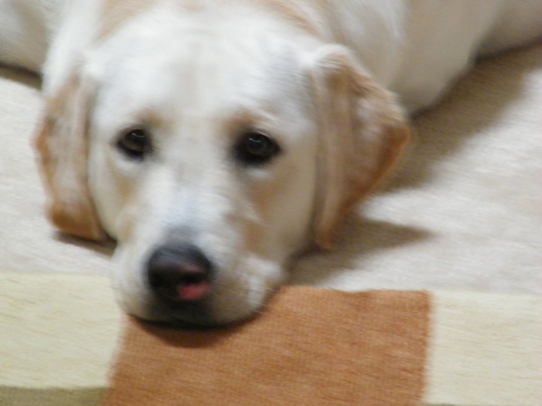 Sharon Burkert's album, Cover Photos