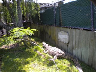 Crystal Hester's album, Alligator Adventure with Danny 2010