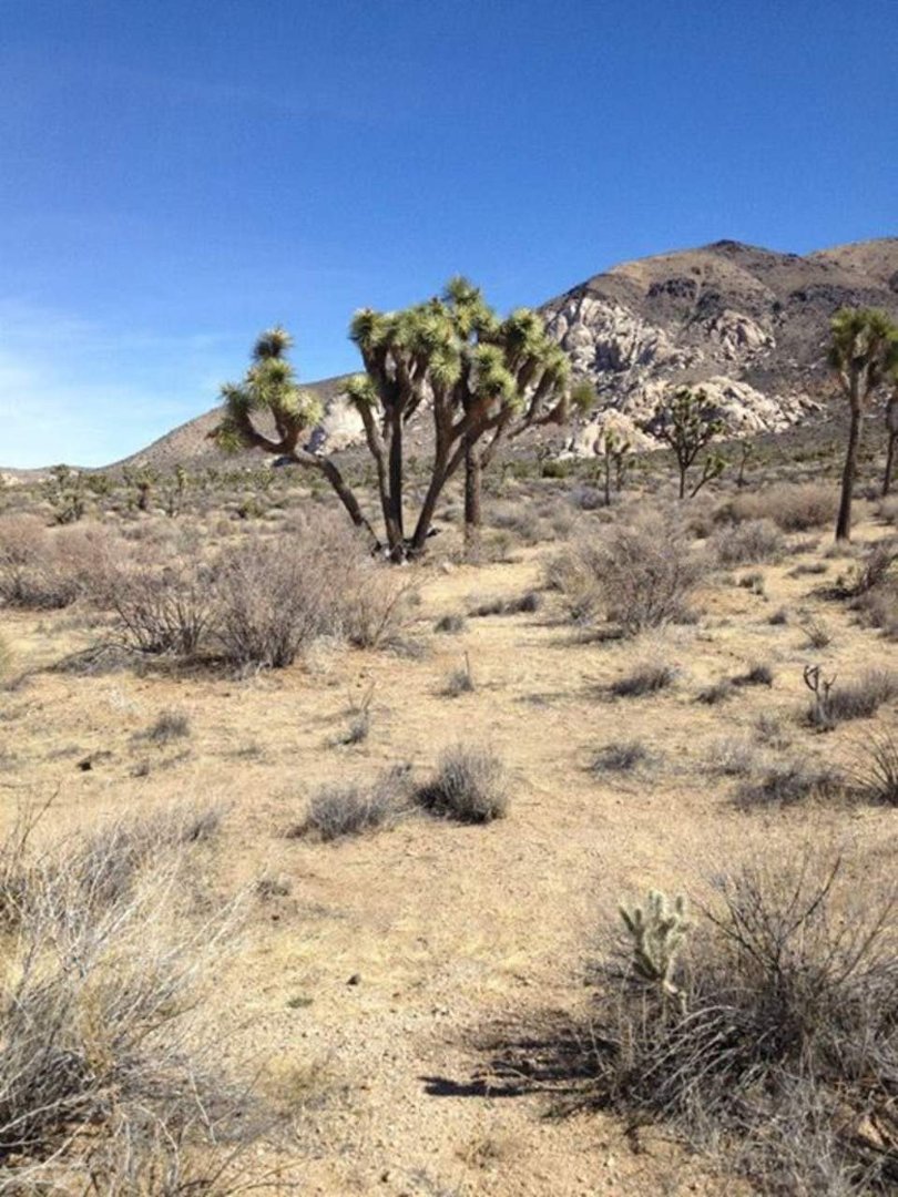 Fran Brown's album, Trip to San Diego and Deserts