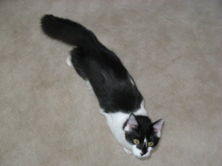 William Yost's album, fluff