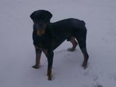 James Rizer's album, My mom and I's pet's