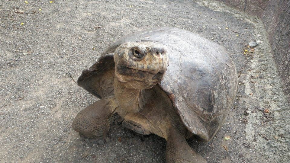 Robert Nazy's album, Trip to Ecuador