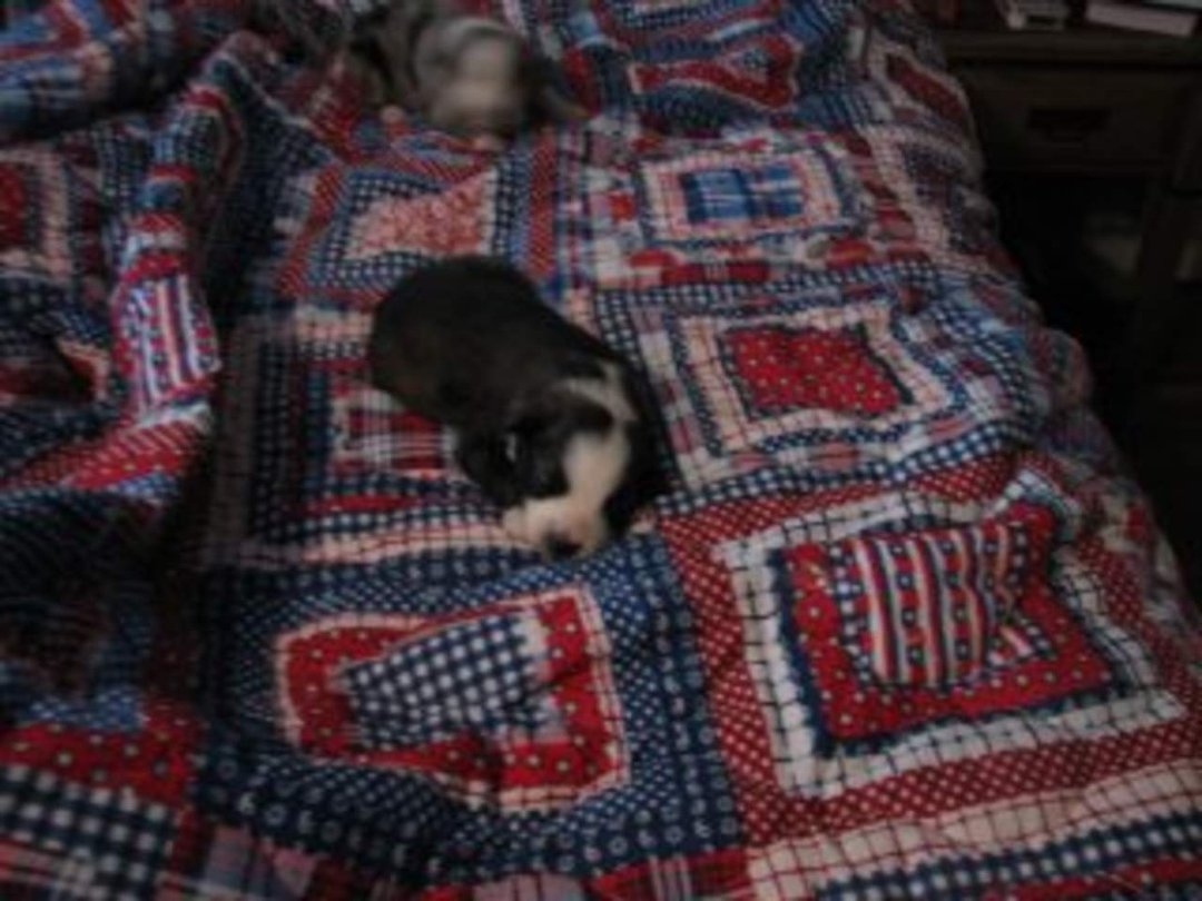 Jenny Marshall's album, pups 2 weeks old