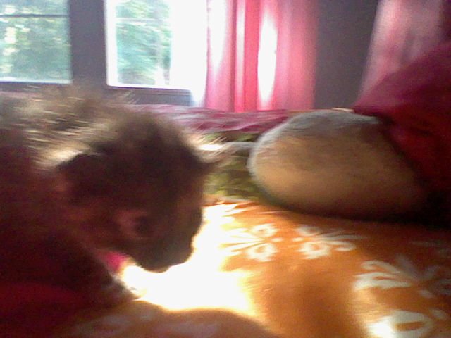 florence hanewacker's album, Photos from Nintendo DSi