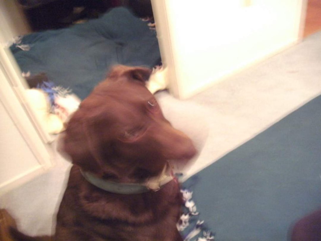 Robin Chase's album, December 5, 2010