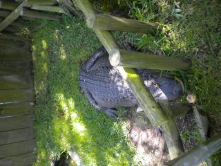 Crystal Hester's album, Alligator Adventure with Danny 2010