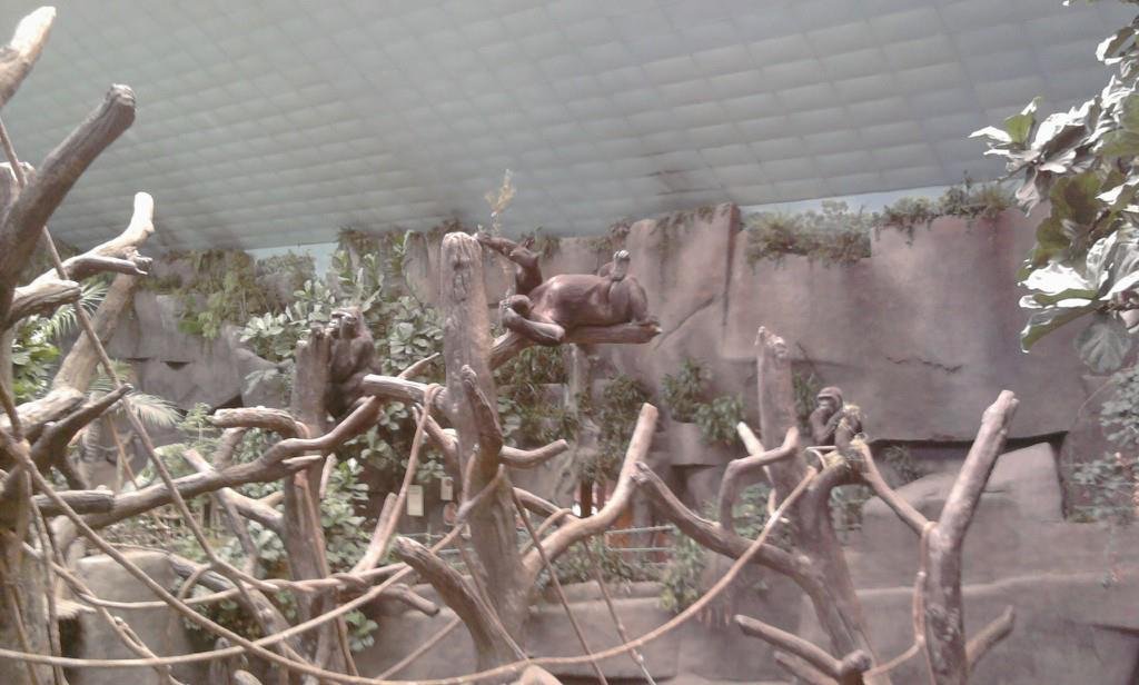 Christine Seidner's album, Brookfield Zoo