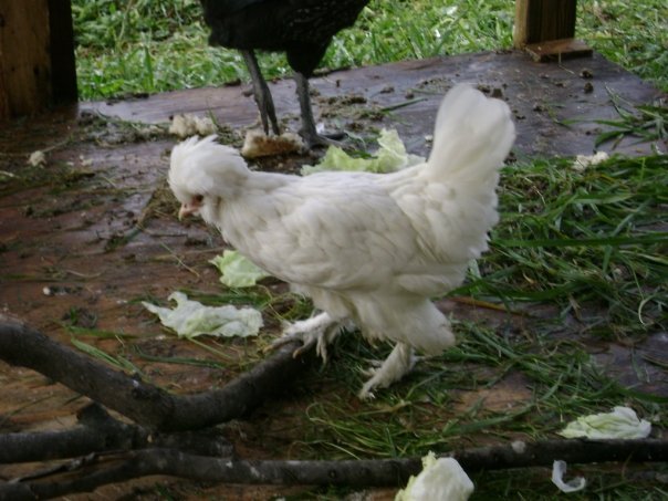 Jeff Varney's album, Chickens 11/2009