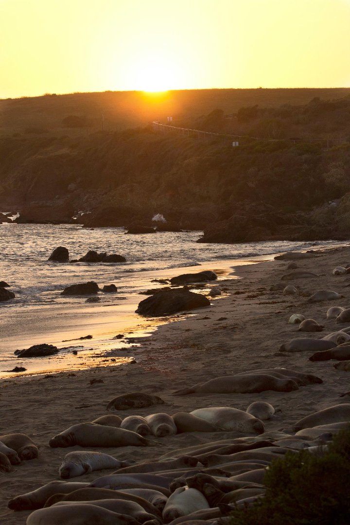 Kit Mulligan's album, Elephant Seals at San Simeon 04.20.13