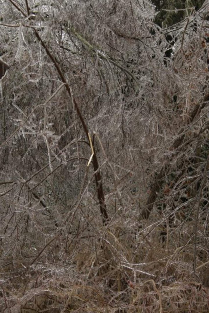 James Wicker's album, Christmas Ice Storm 2009