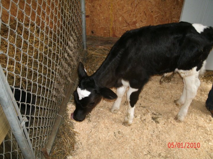 Michael Davis' album, Our first calves