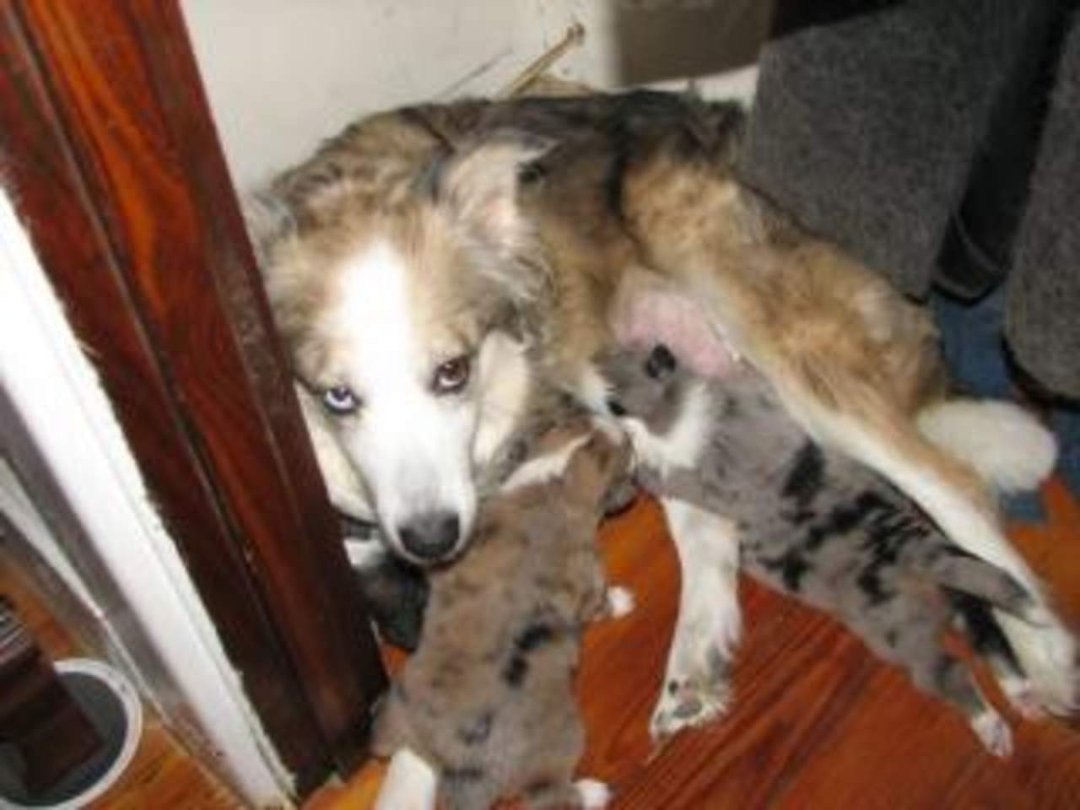 Jenny Marshall's album, pups 2 weeks old