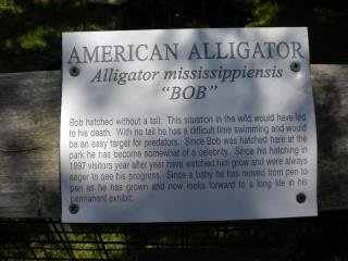 Crystal Hester's album, Alligator Adventure with Danny 2010