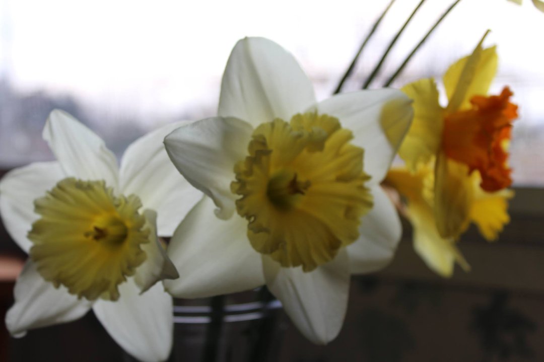 Patsy Sibley's album, Cover Photos