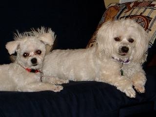 Willene Pierce's album, DARLA & Friends