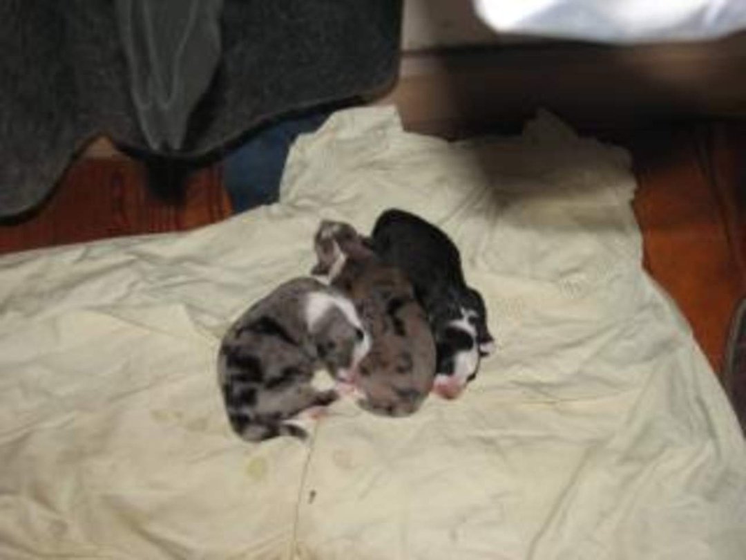Jenny Marshall's album, Cyndi's Pups