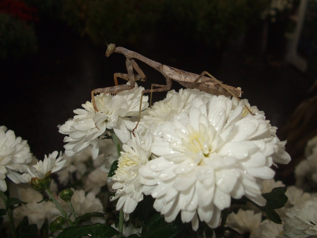 Melissa Deckard's album, Cover Photos