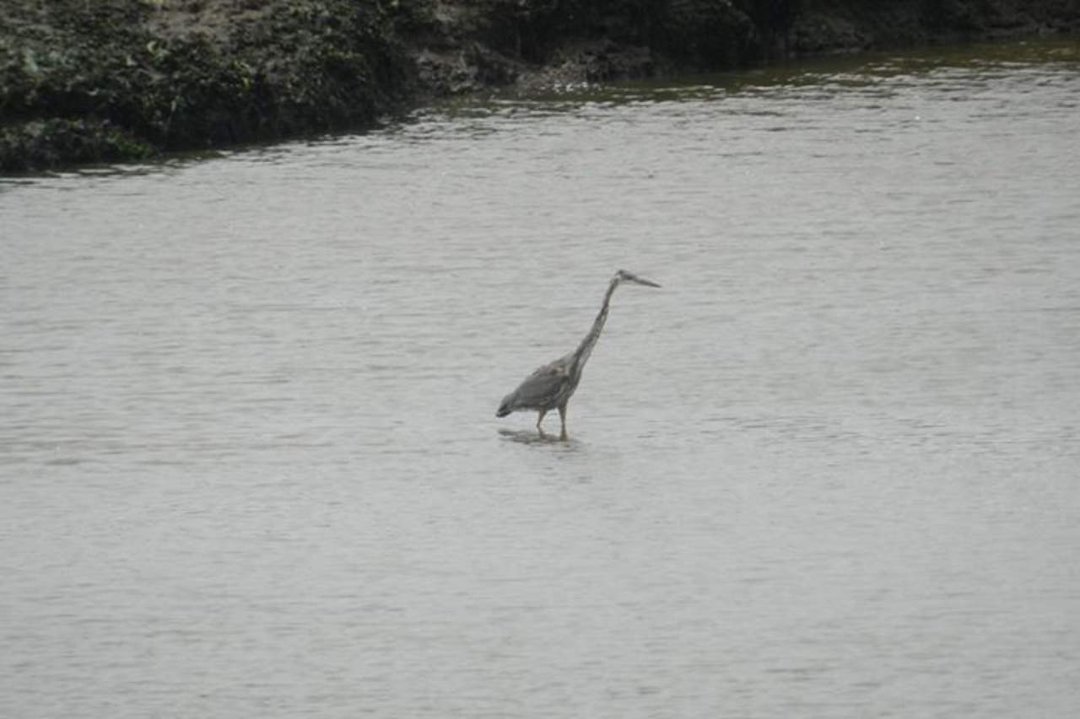 Vance McDill's album, Nisqually Wildlife Refuge