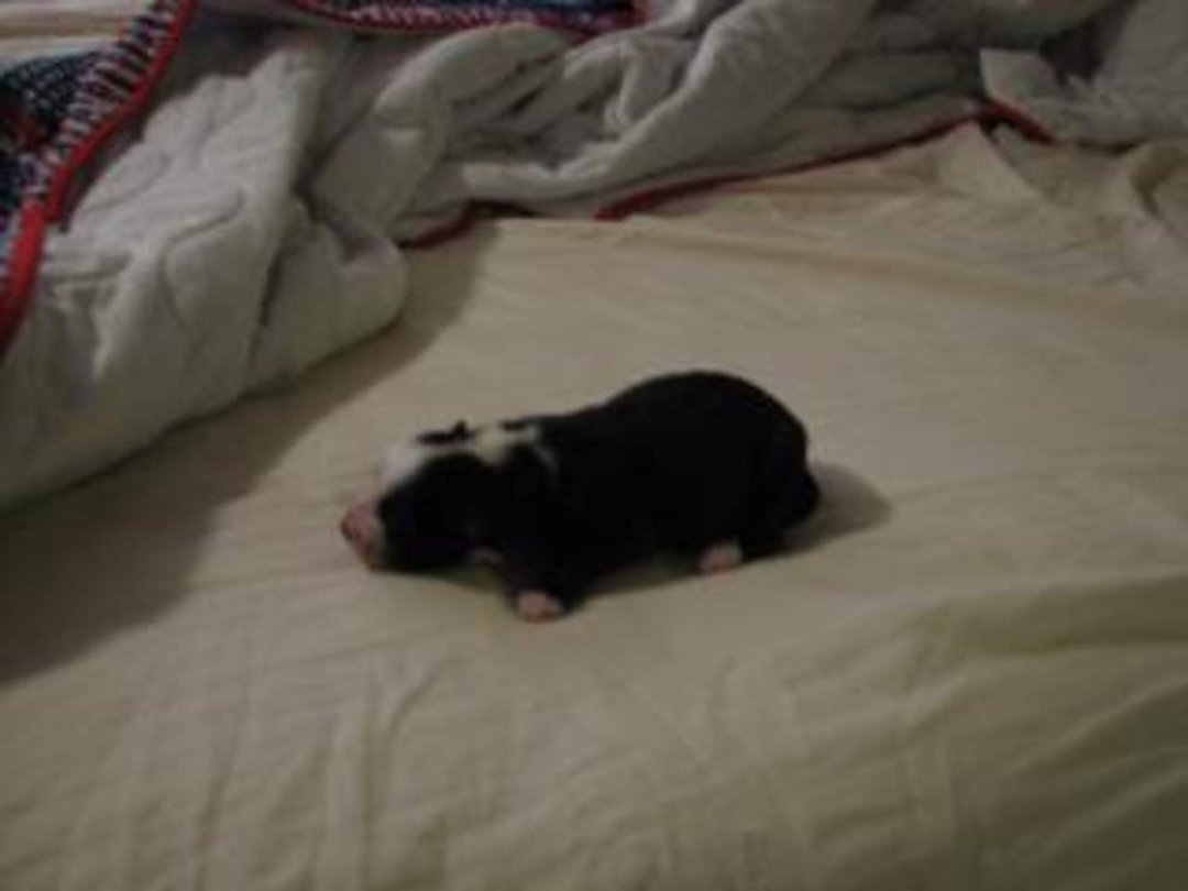 Jenny Marshall's album, Cyndi's Pups