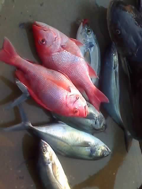 Jose Ojeda's album, fish