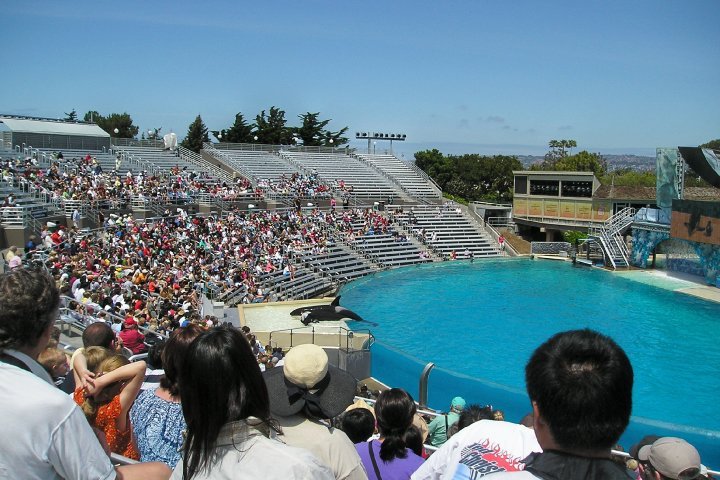 Jean Pizzola's album, Seaworld and Arizona