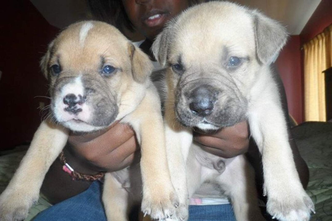 Wendall Galloway's album, Pitt Bull Puppies for sale $250 - Born June 12, 2012