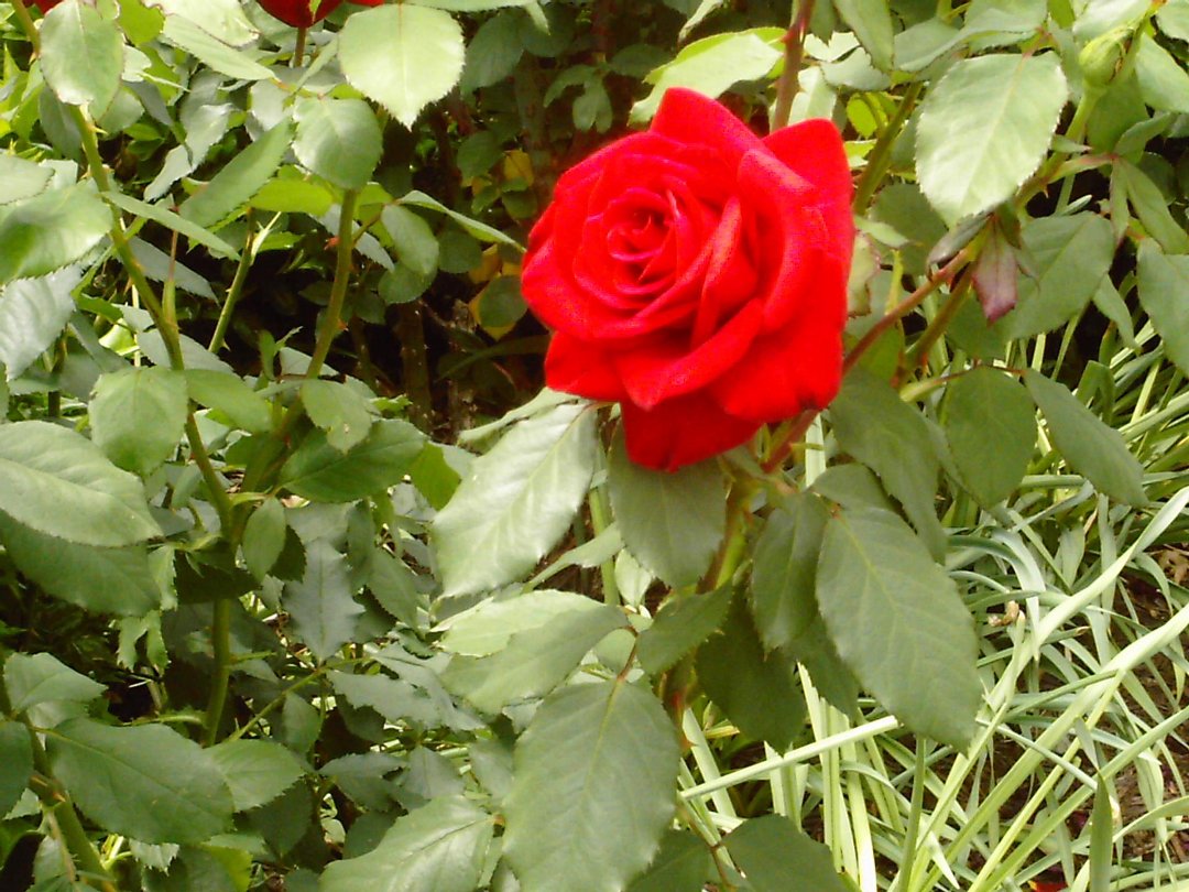 Jane Bourdow's album, Cover Photos