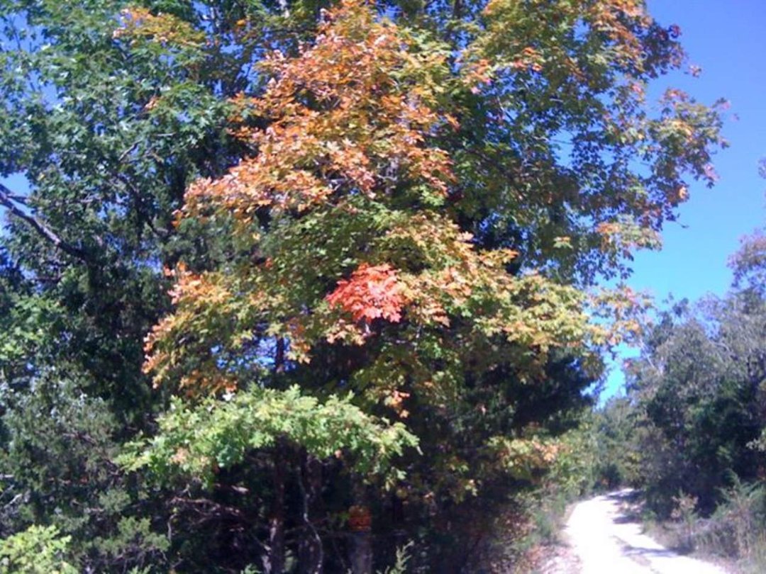 jennifer Morris' album, October 11, 2011