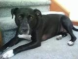 Debbie Muhlestein's album, Pets at our house!
