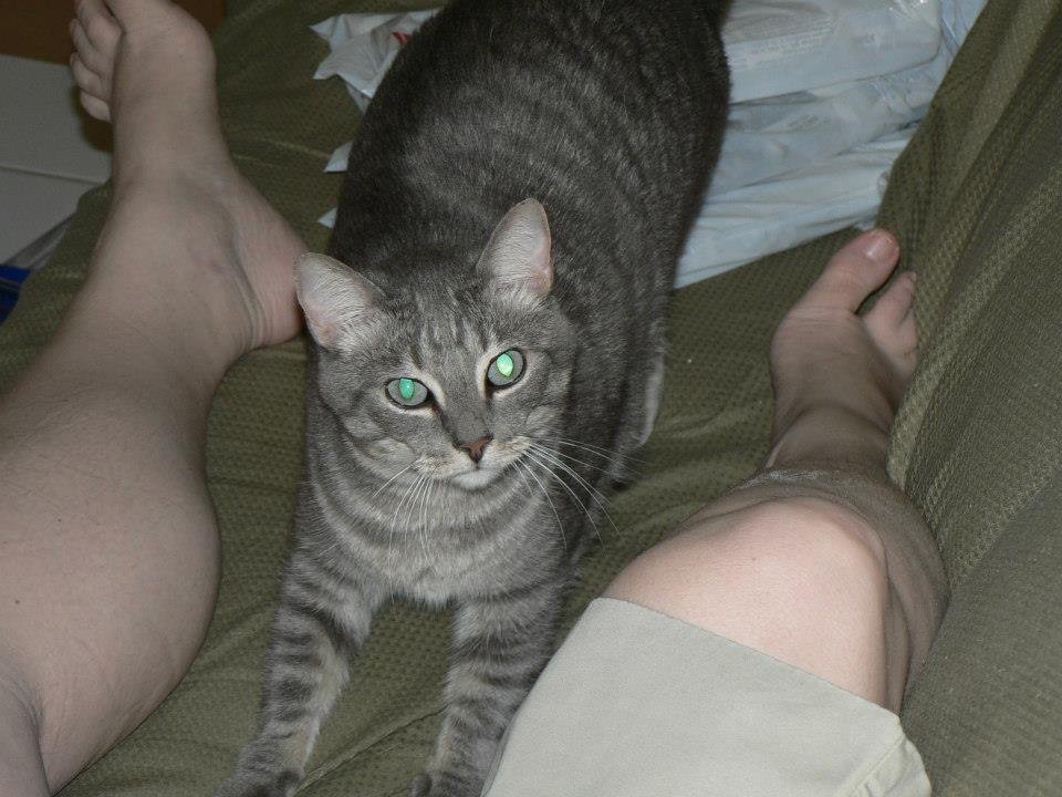 Peter Hibbard's album, Our Cats