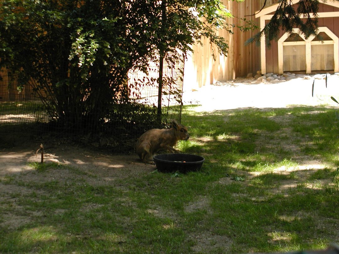 daniel dixon's album, Ponderosa Campground/Cape May Zoo