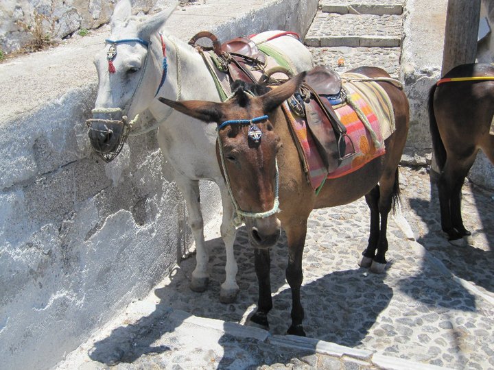 Benjamin Booth's album, 10 Yr Wedding Anniversary - Santorini