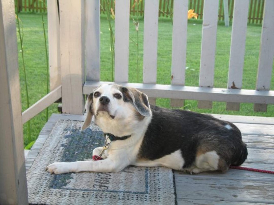 Nancy Parkis' album, My Dogs!