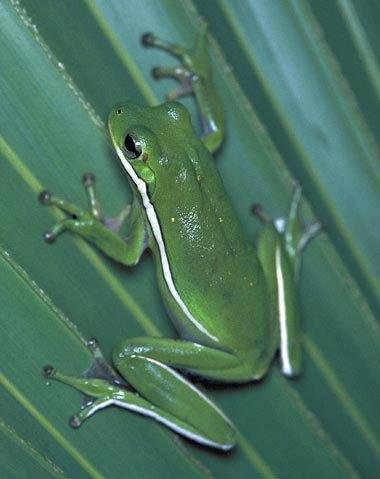 Mindy King's album, frog
