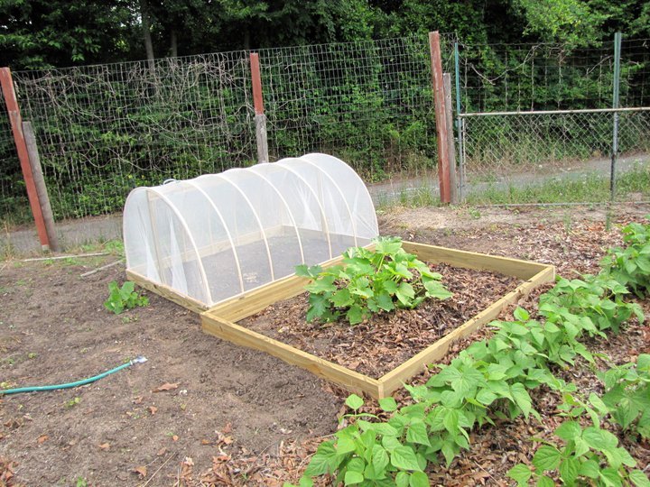Rudy Volkmann's album, vine borer barrier