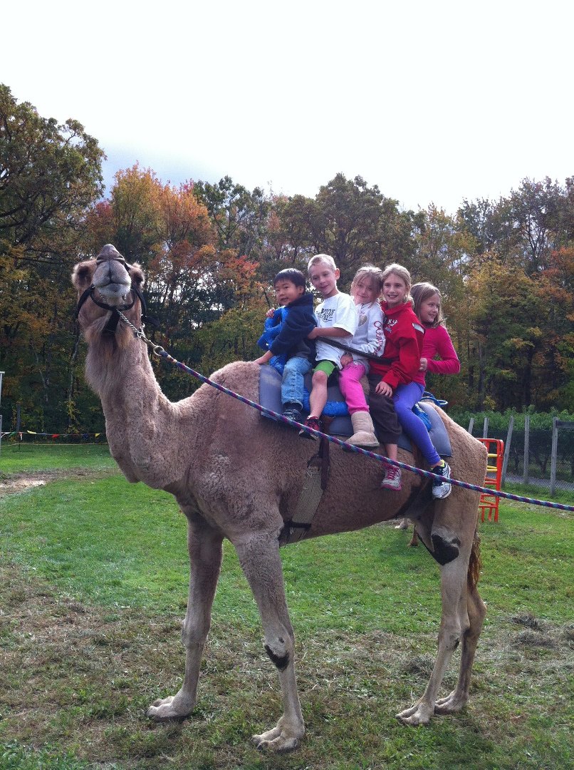 Carol Distefano's album, Mobile Uploads