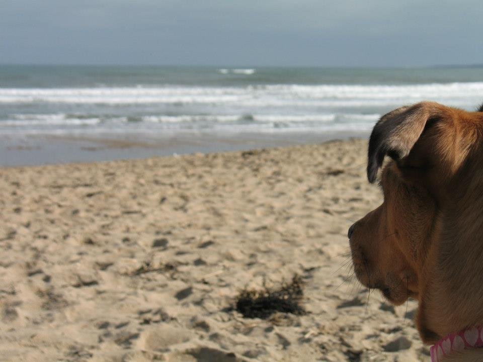Mike Smith's album, A Day at The Beach