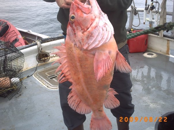 Tom Brewer's album, Alaskan Fishing Adventures, 8/2009