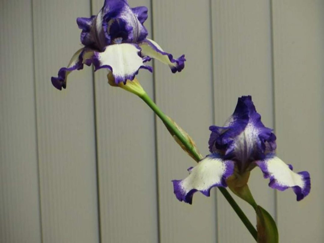 Tom Gard's album, pictures of flowers