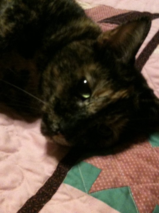 Don Conrad's album, Pets