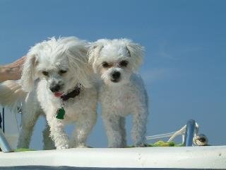 Willene Pierce's album, DARLA & Friends