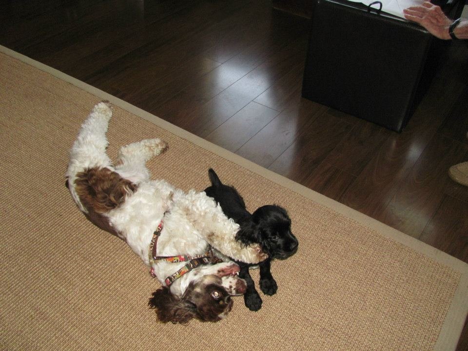 Dwight Bowen's album, Our new addition: Maggie