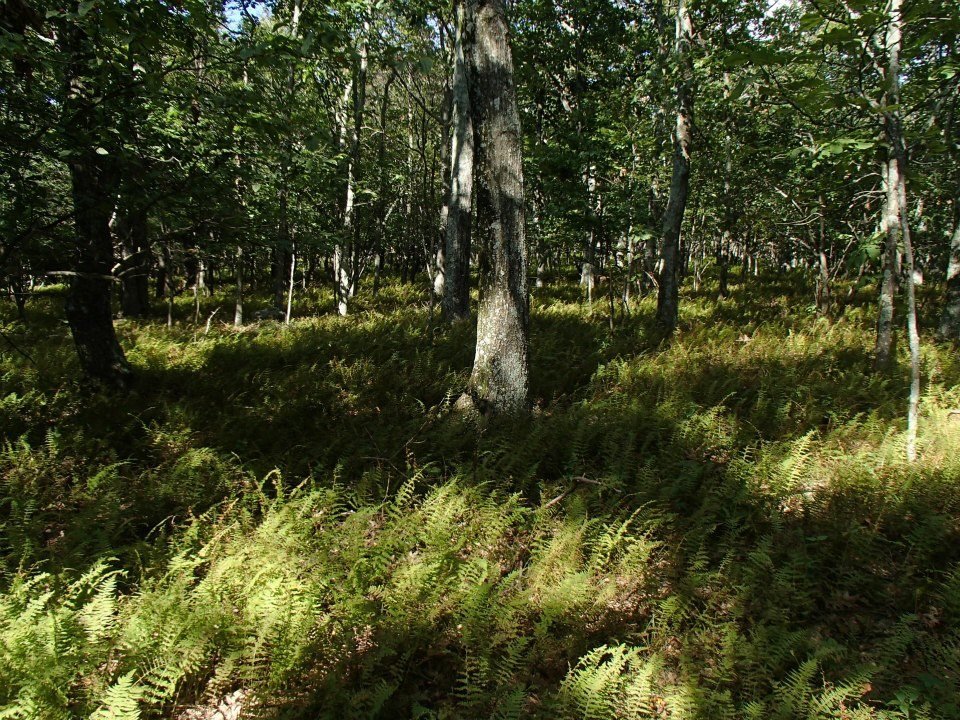 Brian Melton's album, Mt. Pleasant and Pompey Mountain--Henry Lanum Trail