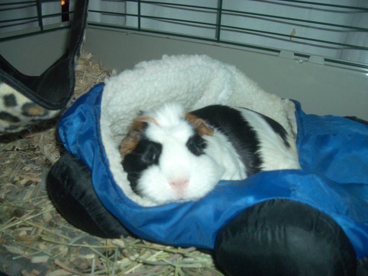 Patchie Poochie's album, Cover Photos