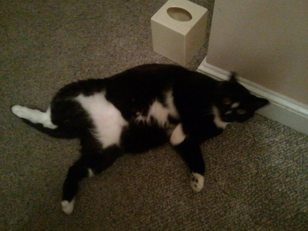 Jeffrey Solup's album, Mobile Uploads