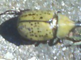 Aaron Mullin's album, Bugs!