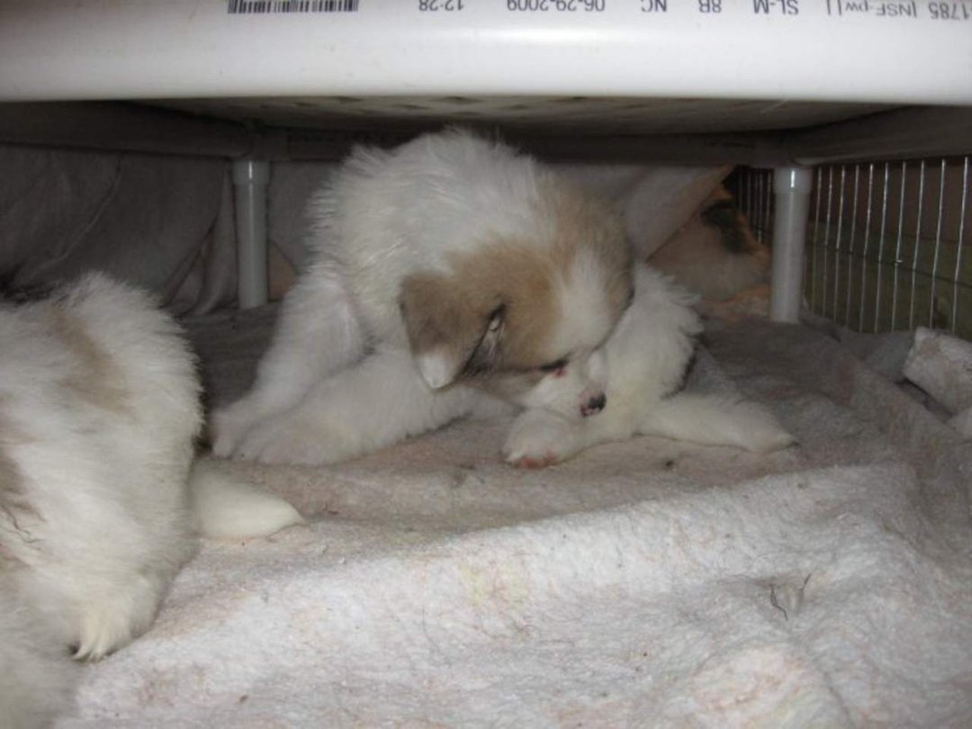 Sharon Drube's album, Zira and the Shakespeare pups
